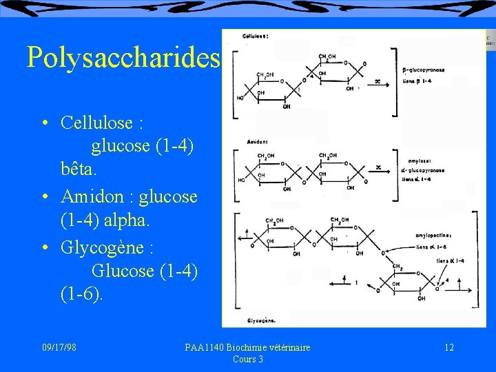 Polysaccharides • Cellulose : glucose (1 -4) bêta. • Amidon : glucose (1 -4)