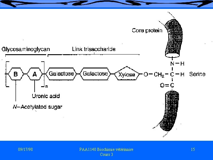 09/17/98 PAA 1140 Biochimie vétérinaire Cours 3 15 