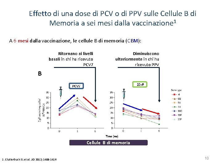 Effetto di una dose di PCV o di PPV sulle Cellule B di Memoria