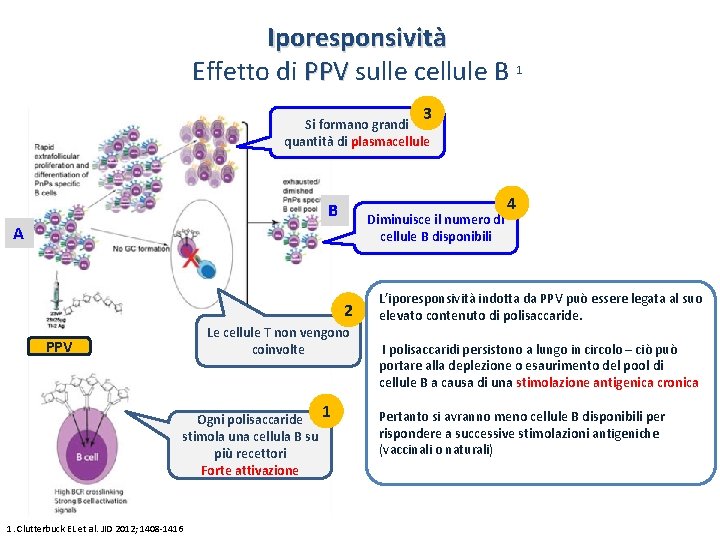 Iporesponsività Effetto di PPV sulle cellule B 1 3 Si formano grandi quantità di