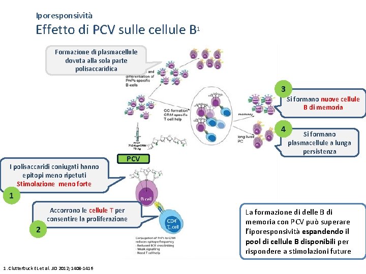 Iporesponsività Effetto di PCV sulle cellule B 1 Formazione di plasmacellule dovuta alla sola