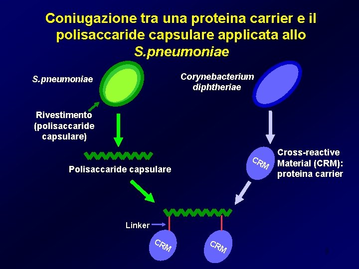 Coniugazione tra una proteina carrier e il polisaccaride capsulare applicata allo S. pneumoniae Corynebacterium