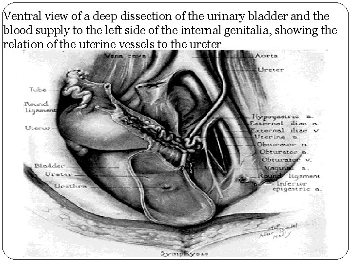 Ventral view of a deep dissection of the urinary bladder and the blood supply