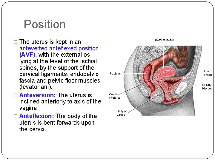 Position � The uterus is kept in an anteverted anteflexed position (AVF), with the