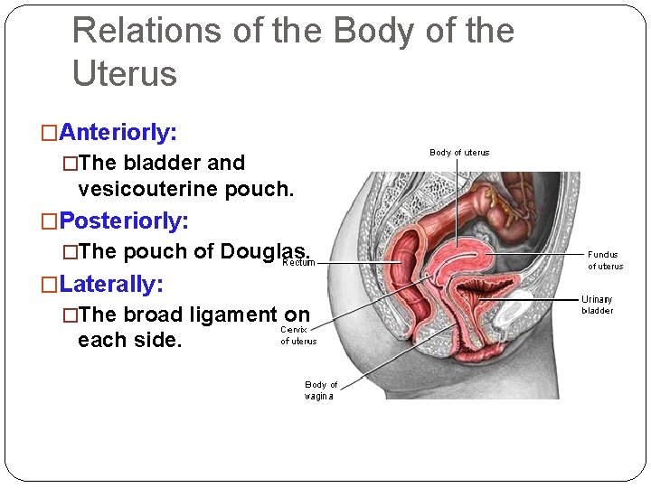 Relations of the Body of the Uterus �Anteriorly: �The bladder and vesicouterine pouch. �Posteriorly: