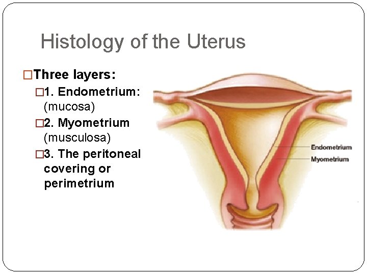 Histology of the Uterus �Three layers: � 1. Endometrium: (mucosa) � 2. Myometrium (musculosa)