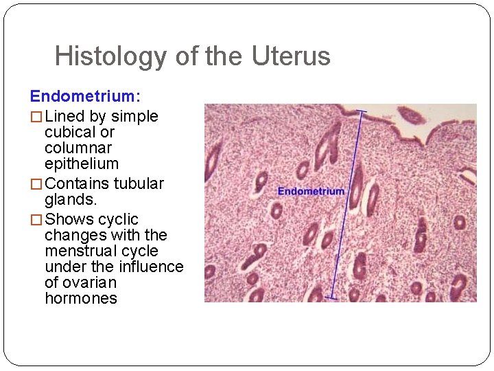Histology of the Uterus Endometrium: � Lined by simple cubical or columnar epithelium �