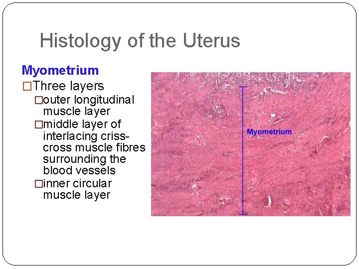 Histology of the Uterus Myometrium �Three layers �outer longitudinal muscle layer �middle layer of