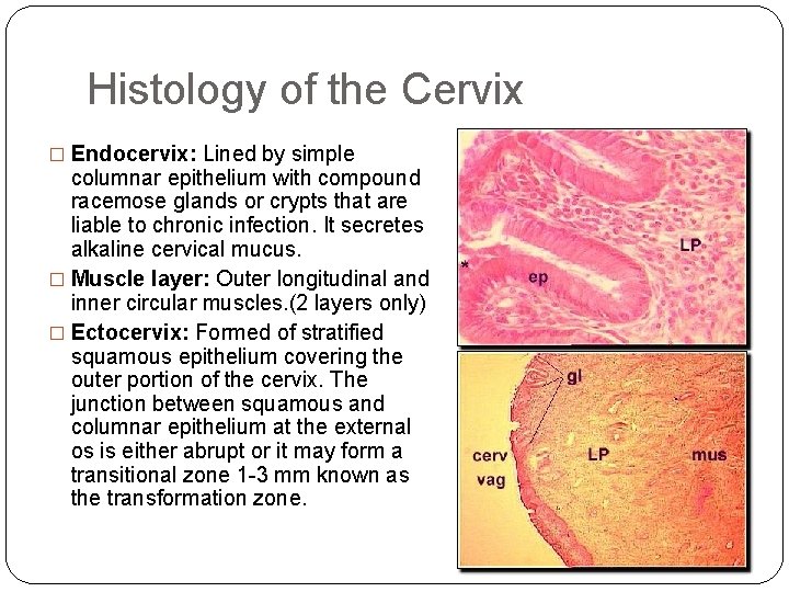 Histology of the Cervix � Endocervix: Lined by simple columnar epithelium with compound racemose