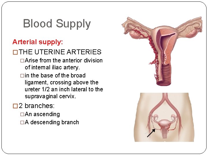 Blood Supply Arterial supply: � THE UTERINE ARTERIES �Arise from the anterior division of