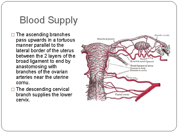 Blood Supply � The ascending branches pass upwards in a tortuous manner parallel to