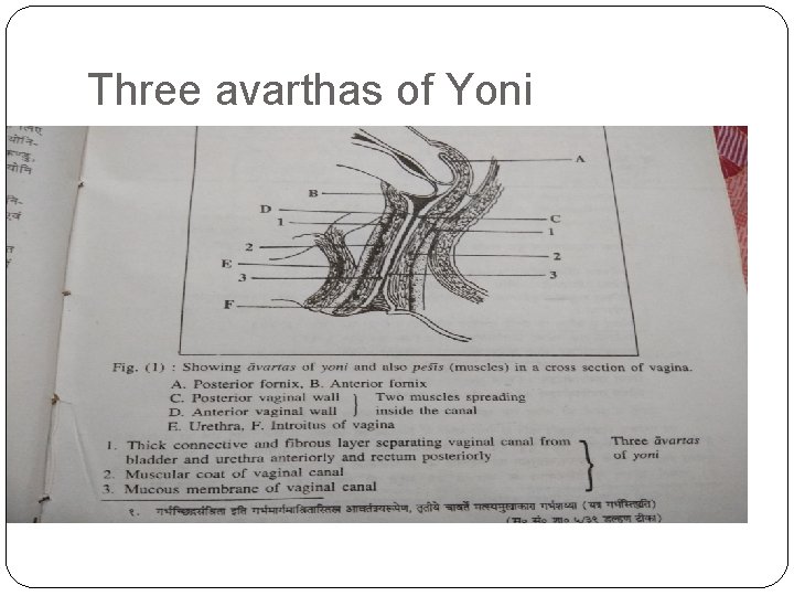 Three avarthas of Yoni 