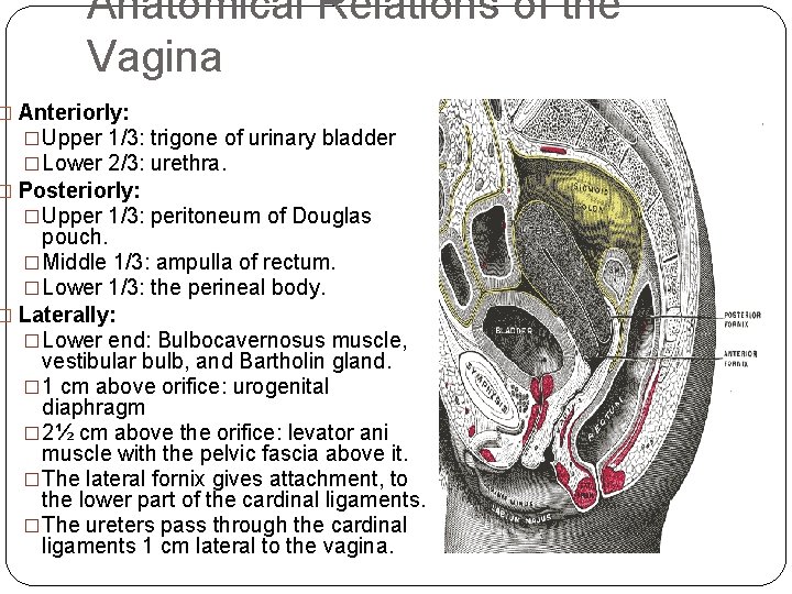Anatomical Relations of the Vagina � Anteriorly: �Upper 1/3: trigone of urinary bladder �Lower