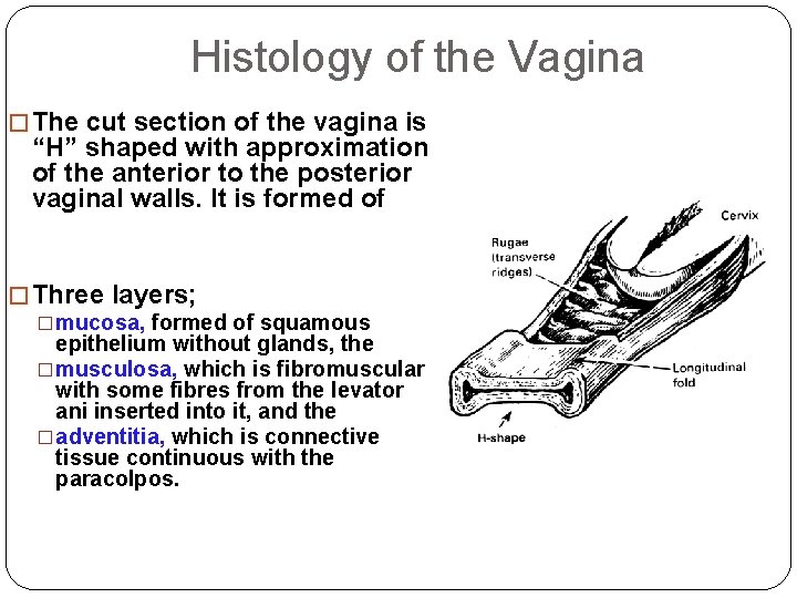 Histology of the Vagina � The cut section of the vagina is “H” shaped