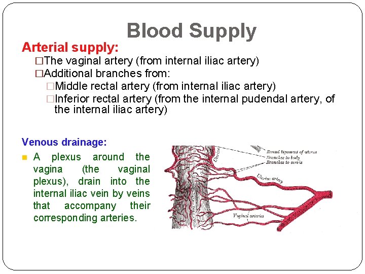 Arterial supply: Blood Supply �The vaginal artery (from internal iliac artery) �Additional branches from: