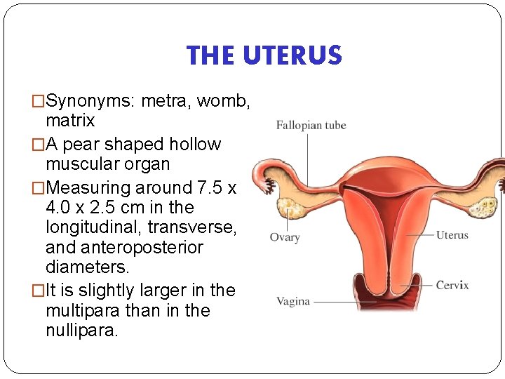 THE UTERUS �Synonyms: metra, womb, matrix �A pear shaped hollow muscular organ �Measuring around