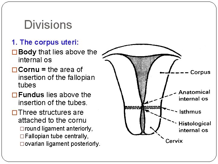 Divisions 1. The corpus uteri: � Body that lies above the internal os �