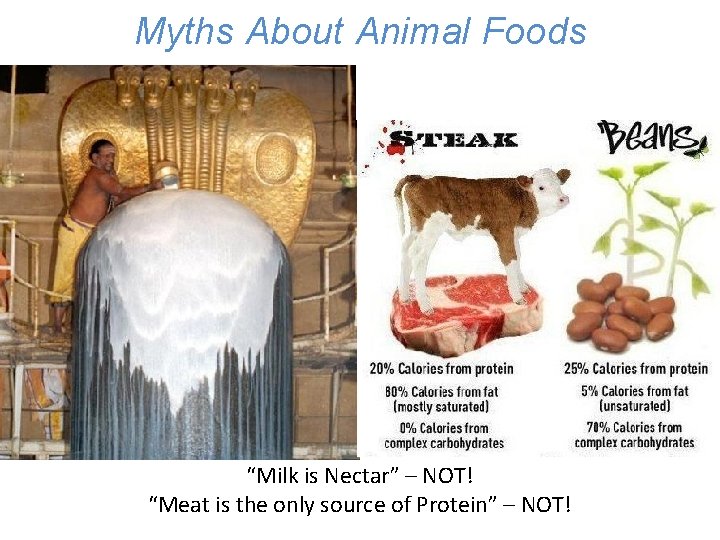 Three Possible Futures for Humanity Myths About Animal Foods “Milk is Nectar” – NOT!