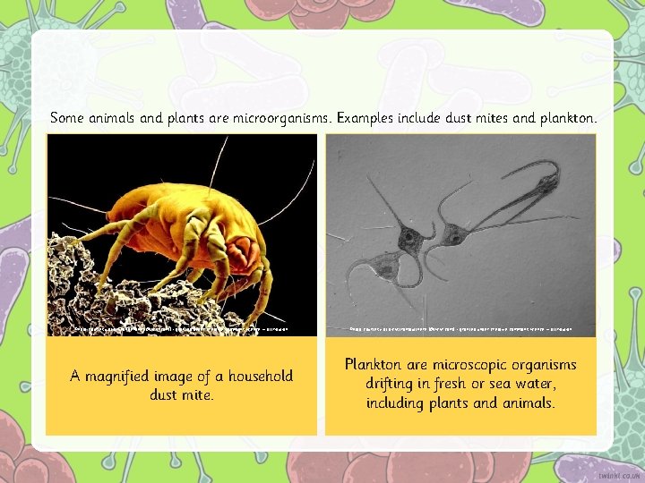 Some animals and plants are microorganisms. Examples include dust mites and plankton. Photo courtesy