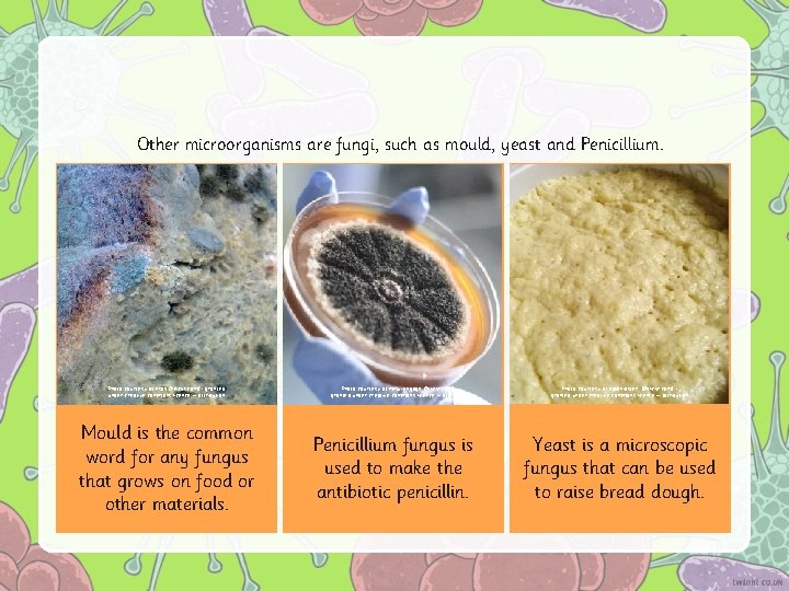 Other microorganisms are fungi, such as mould, yeast and Penicillium. Photo courtesy of nsalt