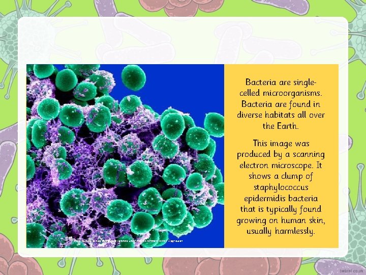 Bacteria are single celled microorganisms. Bacteria are found in diverse habitats all over the