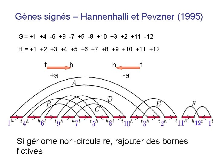 Gènes signés – Hannenhalli et Pevzner (1995) G = +1 +4 -6 +9 -7