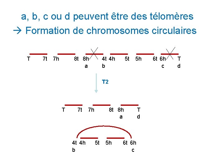 a, b, c ou d peuvent être des télomères Formation de chromosomes circulaires T