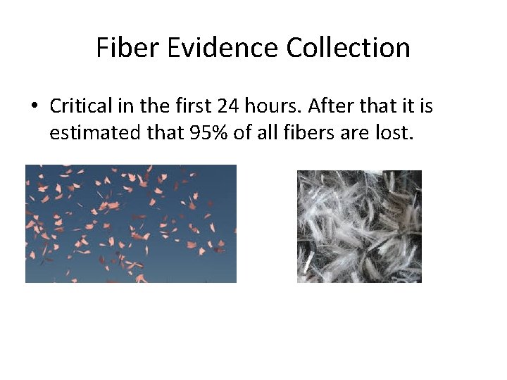 Fiber Evidence Collection • Critical in the first 24 hours. After that it is