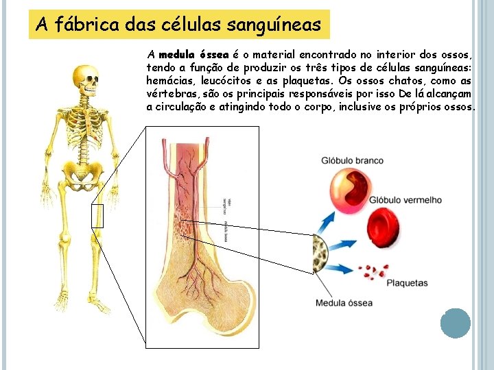 A fábrica das células sanguíneas A medula óssea é o material encontrado no interior