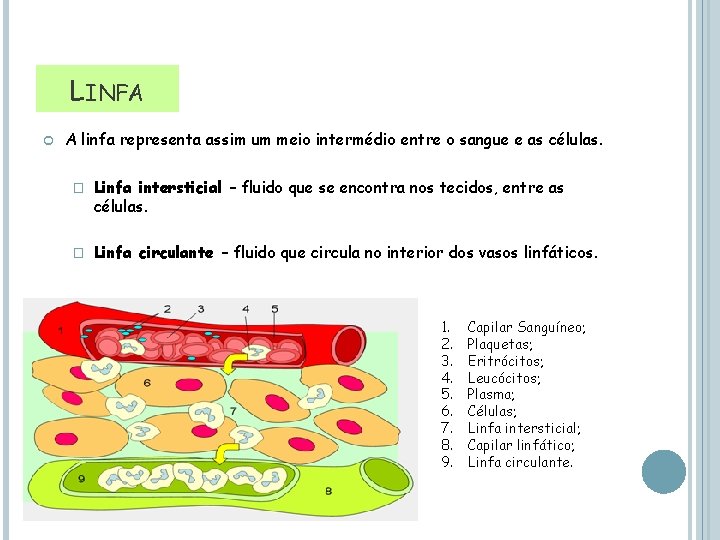 LINFA A linfa representa assim um meio intermédio entre o sangue e as células.
