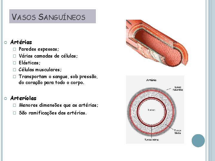 VASOS SANGUÍNEOS Artérias � � � Paredes espessas; Várias camadas de células; Elásticas; Células