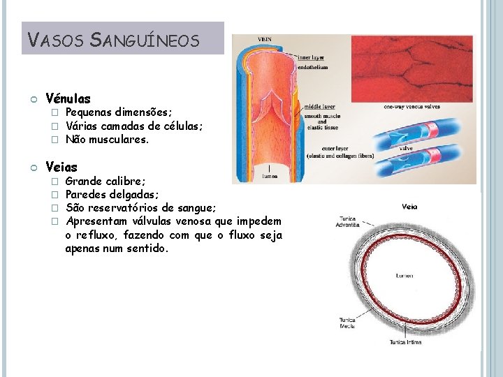 VASOS SANGUÍNEOS Vénulas � � � Pequenas dimensões; Várias camadas de células; Não musculares.