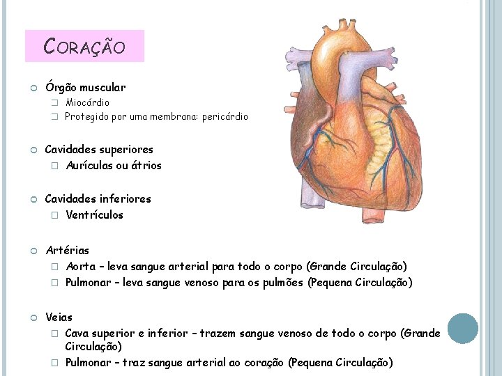 CORAÇÃO Órgão muscular � Miocárdio � Protegido por uma membrana: pericárdio Cavidades superiores �