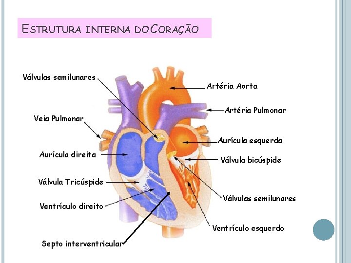 ESTRUTURA INTERNA DO CORAÇÃO Válvulas semilunares Veia Pulmonar Artéria Aorta Artéria Pulmonar Aurícula esquerda
