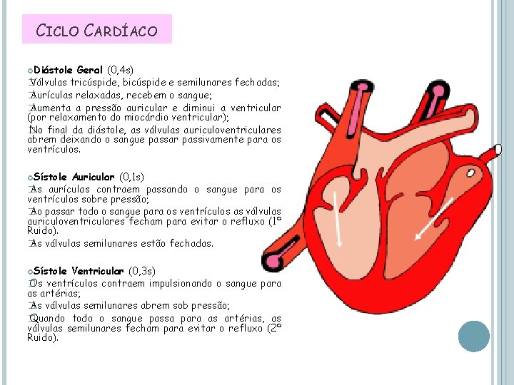 CICLO CARDÍACO Diástole Geral (0, 4 s) � Válvulas tricúspide, bicúspide e semilunares fechadas;