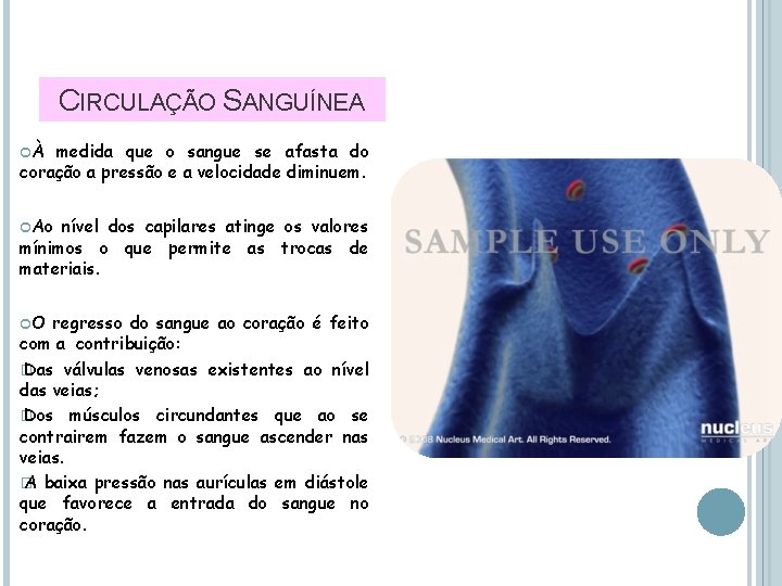 CIRCULAÇÃO SANGUÍNEA À medida que o sangue se afasta do coração a pressão e