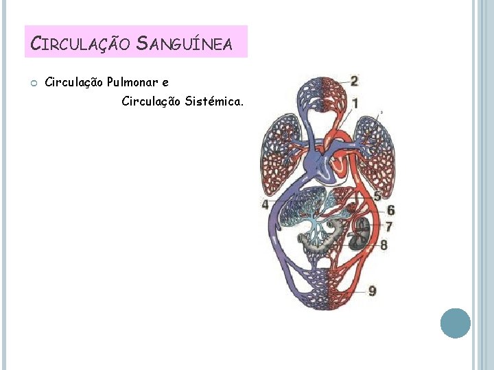 CIRCULAÇÃO SANGUÍNEA Circulação Pulmonar e Circulação Sistémica. 