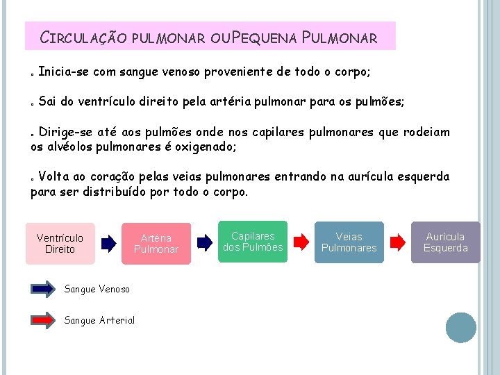 CIRCULAÇÃO PULMONAR OU PEQUENA PULMONAR o Inicia-se com sangue venoso proveniente de todo o