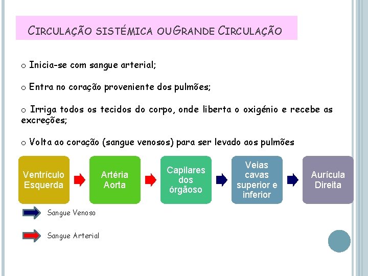 CIRCULAÇÃO SISTÉMICA OU GRANDE CIRCULAÇÃO o Inicia-se com sangue arterial; o Entra no coração