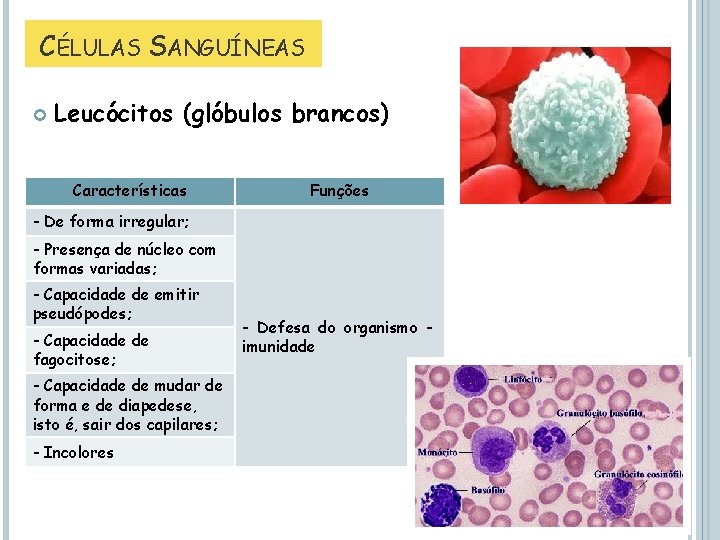 CÉLULAS SANGUÍNEAS Leucócitos (glóbulos brancos) Características Funções - De forma irregular; - Presença de