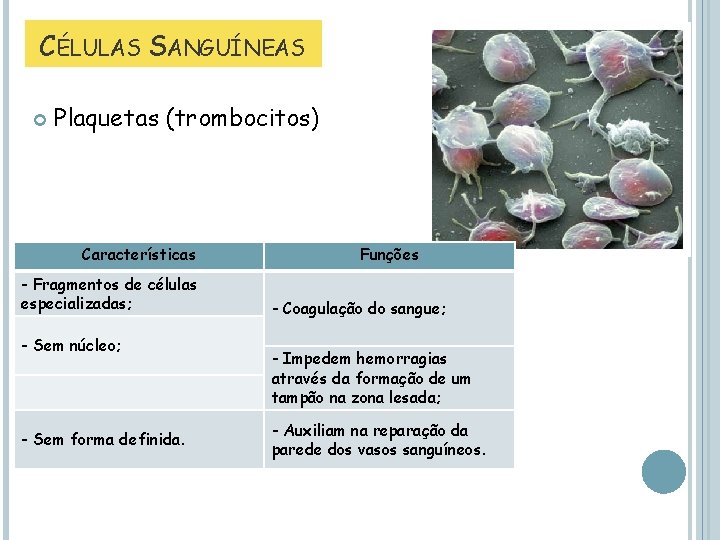 CÉLULAS SANGUÍNEAS Plaquetas (trombocitos) Características - Fragmentos de células especializadas; - Sem núcleo; -