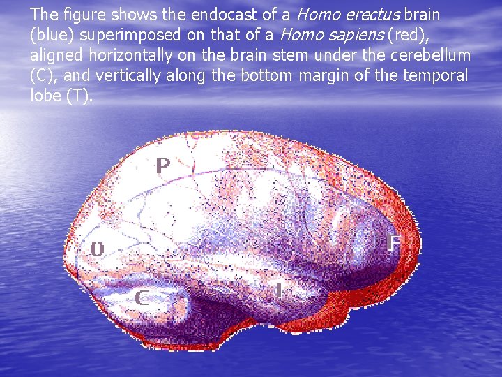 The figure shows the endocast of a Homo erectus brain (blue) superimposed on that The figure shows the endocast of a Homo erectus brain (blue) superimposed on that