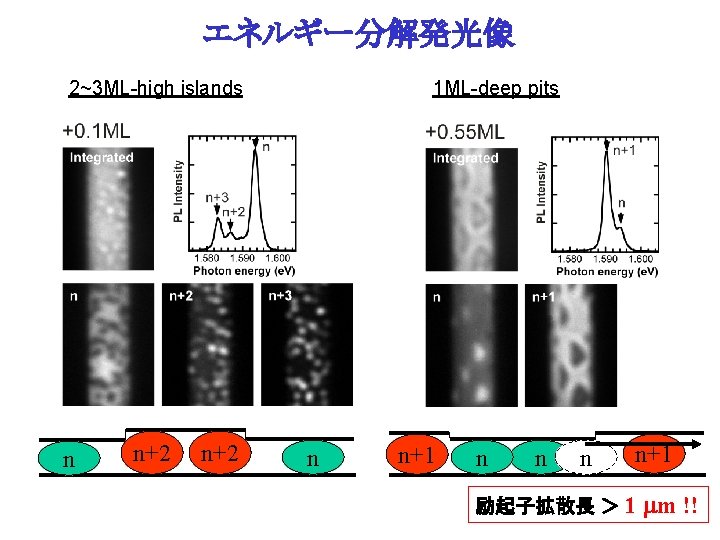 エネルギー分解発光像 2~3 ML-high islands n n+2 1 ML-deep pits n n+1 励起子拡散長 ＞ 1