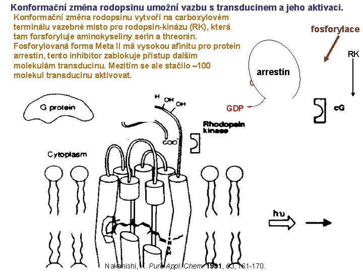 Konformační změna rodopsinu umožní vazbu s transducinem a jeho aktivaci. Konformační změna rodopsinu vytvoří