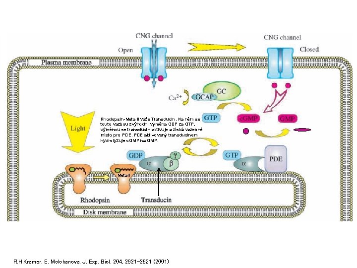 Rhodopsin-Meta II váže Transducin. Na něm se touto vazbou zvýhodní výměna GDP za GTP,