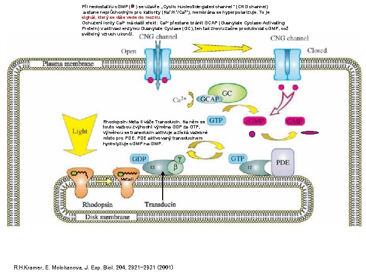 Při nedostatku c. GMP ( ) se uzavře „Cyclic nucleotide-gated channel“ (CNG channel) a