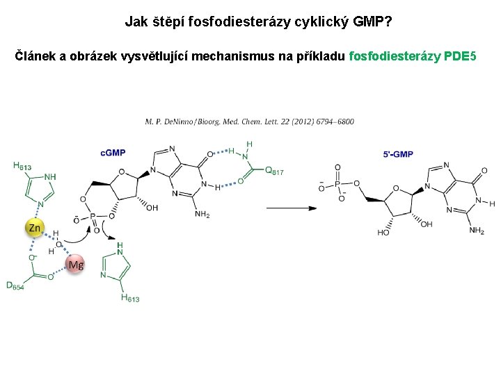 Jak štěpí fosfodiesterázy cyklický GMP? Článek a obrázek vysvětlující mechanismus na příkladu fosfodiesterázy PDE