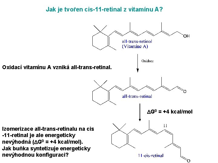Jak je tvořen cis-11 -retinal z vitamínu A? Oxidací vitamínu A vzniká all-trans-retinal. DG