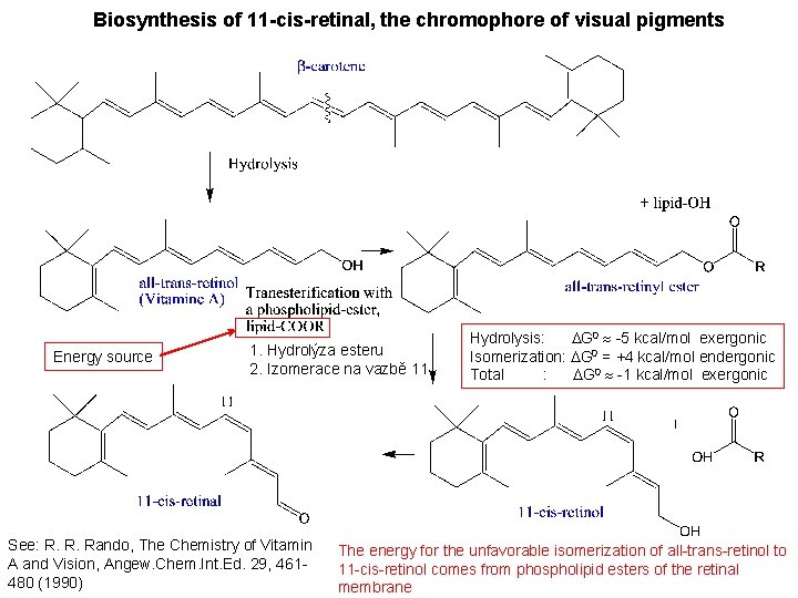 Biosynthesis of 11 -cis-retinal, the chromophore of visual pigments Energy source 1. Hydrolýza esteru