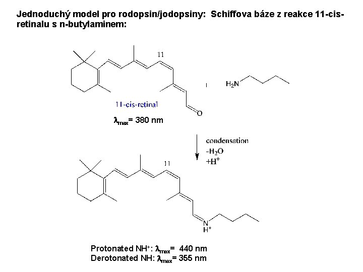 Jednoduchý model pro rodopsin/jodopsiny: Schiffova báze z reakce 11 -cisretinalu s n-butylaminem: lmax= 380